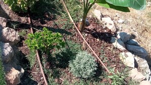A garden bed with various plants and a banana tree. - Monte Alentejano em Fronteira (Fronteira)