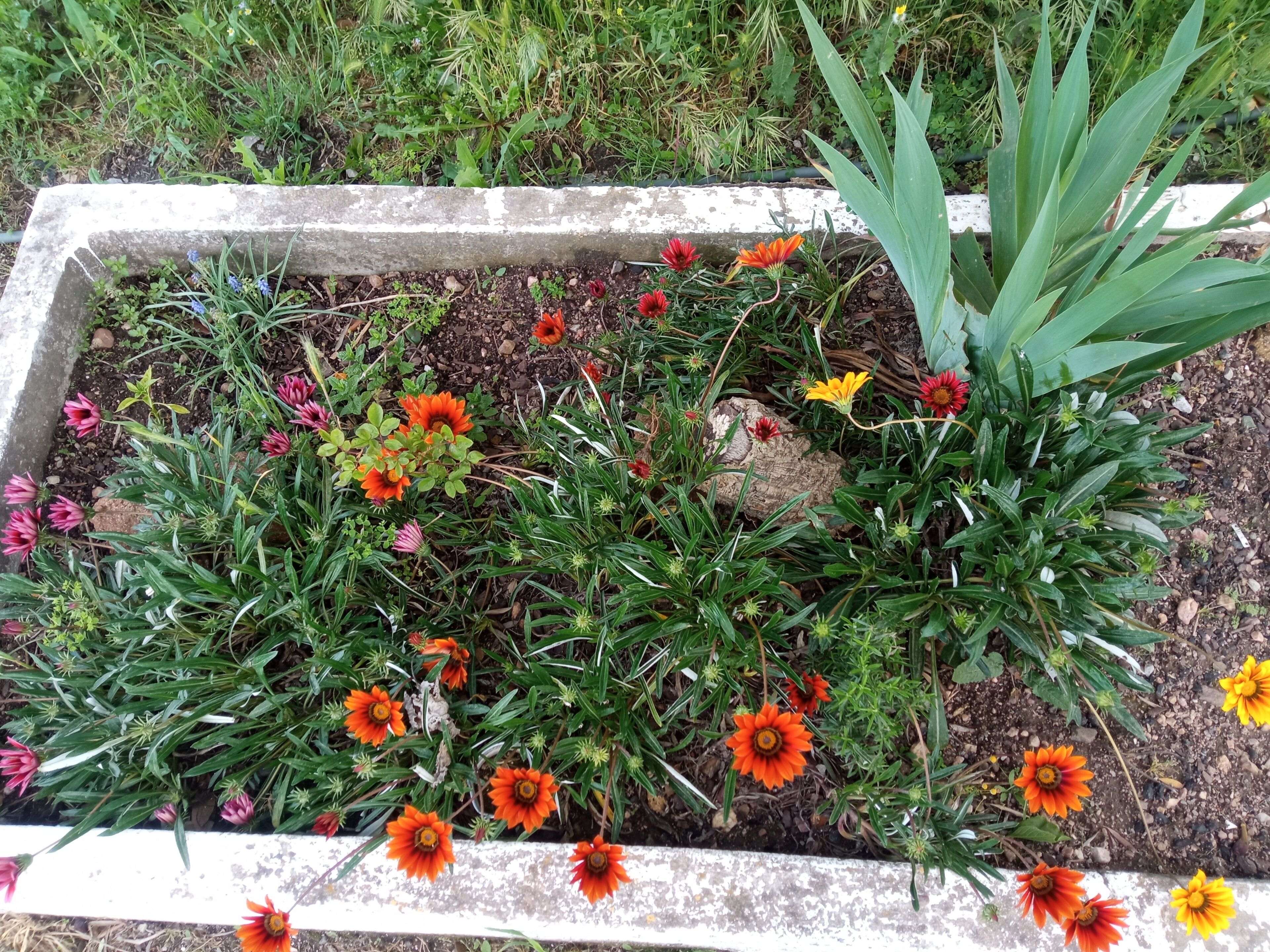 Cama de jardín con diversas plantas florecientes y un borde de hormigón.