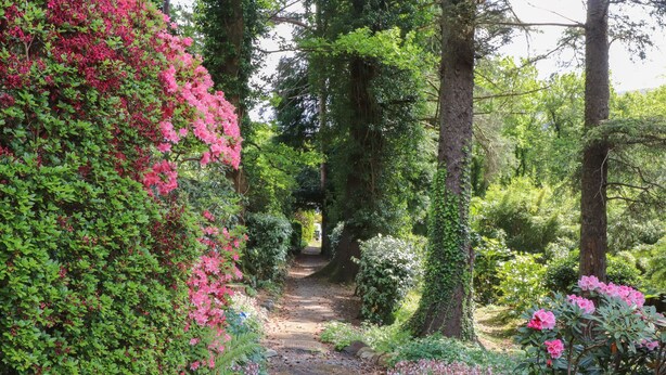 Un sentiero in giardino circondato da vegetazione rigogliosa e piante fiorite.