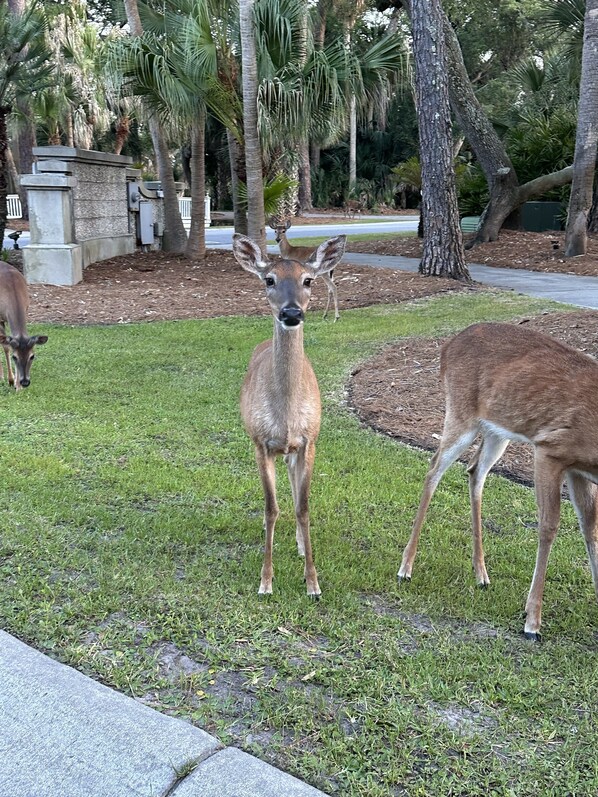 Property grounds