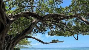 A tree with a twisted trunk and branches extending over a rocky shoreline with clear blue water and a distant landmass. - 2 bedroom Beach House at Bluefields Bay (Cave)