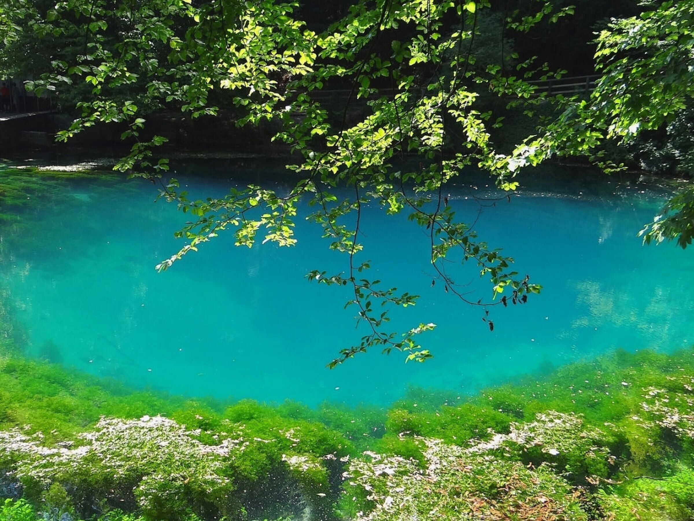 A clear blue body of water surrounded by greenery.
