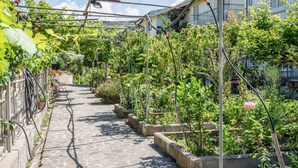 Een tuin met een pad van stenen, diverse planten en een pergola.