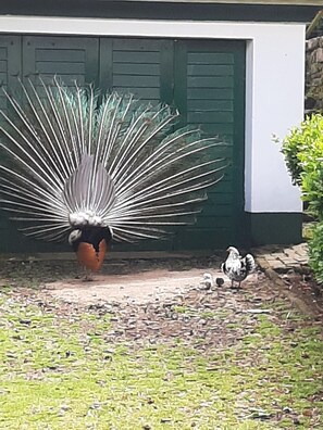 Terrain de l’hébergement 