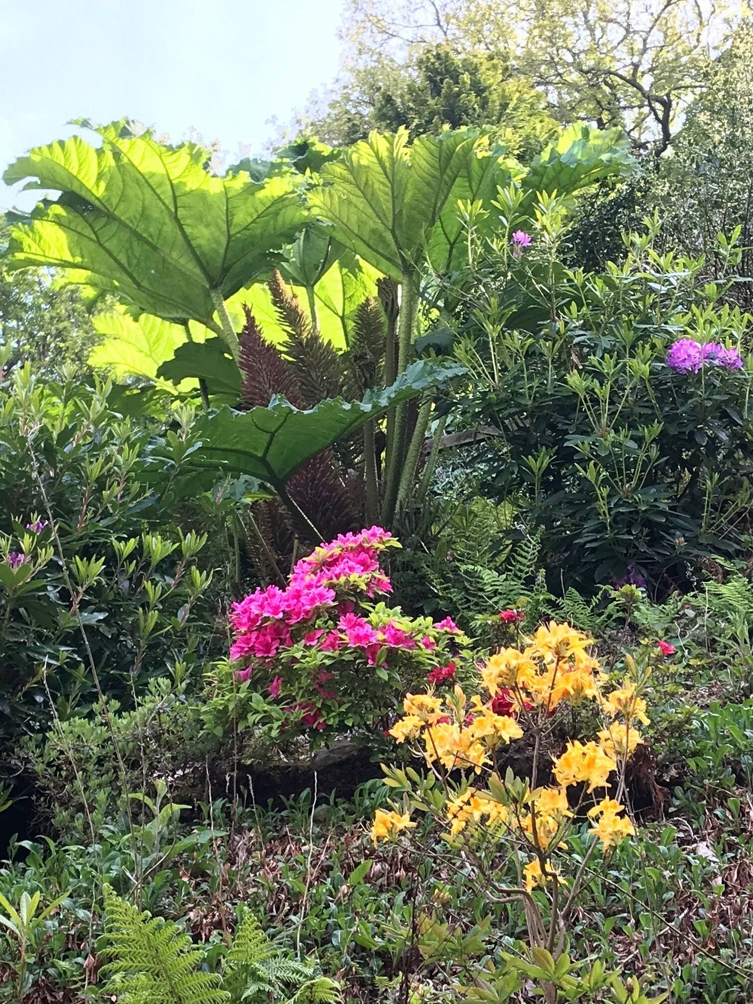 Un jardín con hojas verdes grandes, flores rosas y amarillas, y follaje denso.