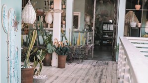 Une terrasse en bois agrémentée de cactus et de plantes succulentes en pot, une suspension lumineuse en osier et un intérieur rustique avec des étagères et divers objets.