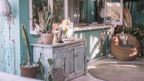 Un intérieur rustique avec un mur de couleur turquoise, un meuble en bois et divers objets décoratifs, notamment des cactus et une chaise en osier.
