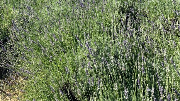 施設の敷地