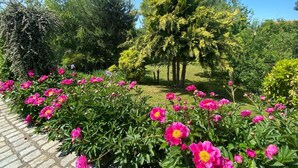Ein Garten mit leuchtend rosa Blüten und verschiedenen Bäumen.