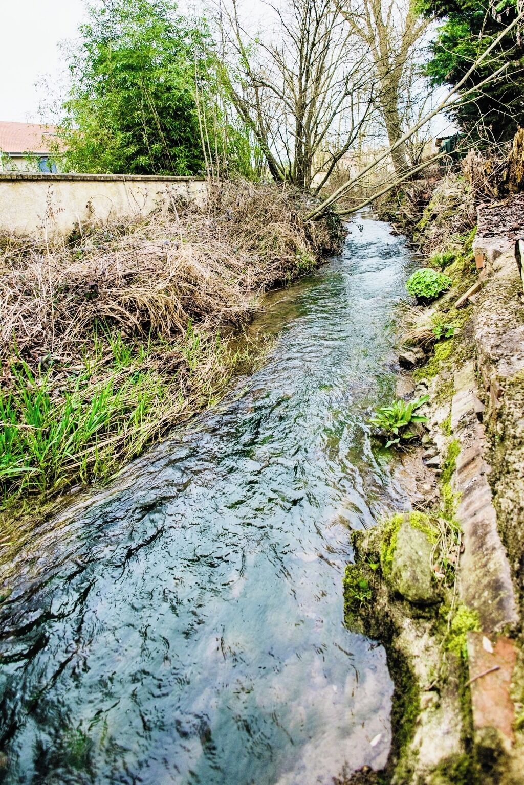 A narrow, natural stream with surrounding vegetation and a stone wall.