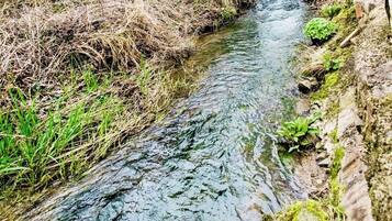 A narrow, natural stream with surrounding vegetation and a stone wall.