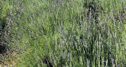 Farmhouse nestled in the nature of the Marche region, 20 minutes from the sea