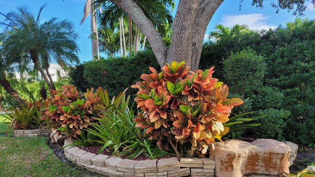 A landscaped garden with various plants and a stone pathway. - Charming Studio Loft In Hollywood Beach, Free Parking (Hollywood)