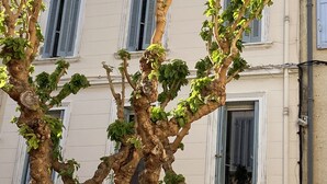 Ein Gebäude mit vielen Fenstern, einige mit Fensterläden, und ein Baum im Vordergrund.