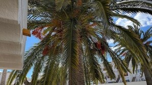 Un palmier se dressant devant un mur blanc, avec un ciel bleu et dégagé en arrière-plan.