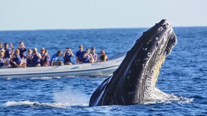 A whale breaching with a boat and people in the background. - Montecristo los Cabos Villa de Lujo, Descansa con Vista Espectacular del Océano (Cabo San Lucas)
