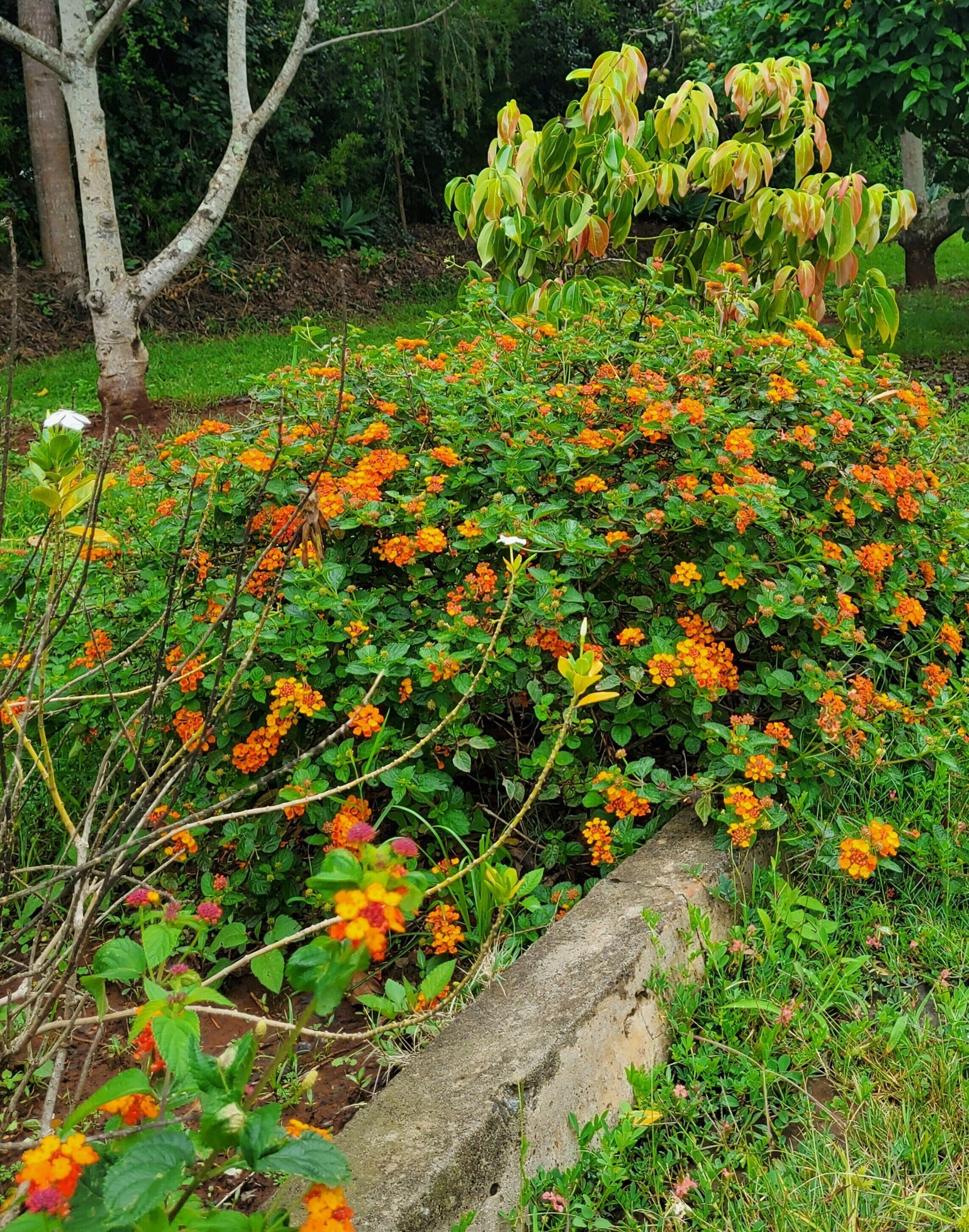 A garden with a variety of plants and flowers, including orange and yellow blooms, and a large rock in the foreground.