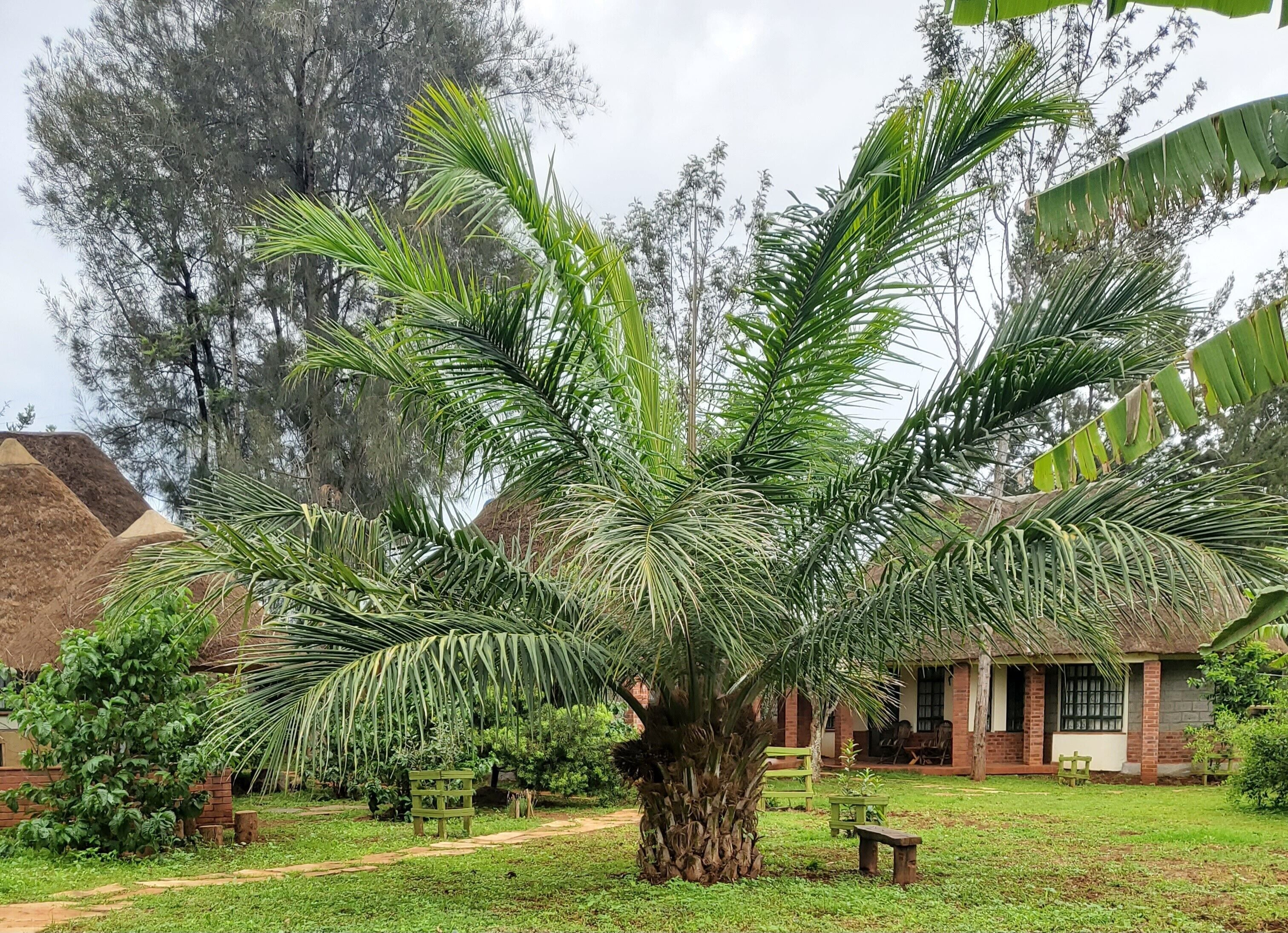 Ein großer Palmenbaum in einem Garten, im Hintergrund ein Backsteinhaus.