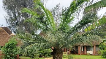 Una palmera grande en un jardín, con un edificio de ladrillo al fondo.