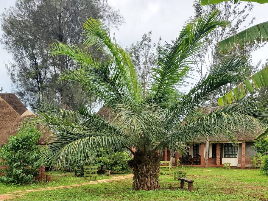 Una palmera grande en un jardín, con un edificio de ladrillo al fondo.