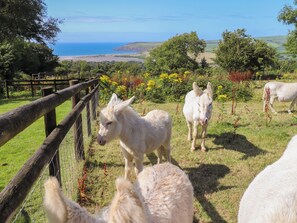 A fenced outdoor area with white animals, likely donkeys, and a scenic view of the ocean in the background. - Penfeidr Newydd (Newport)