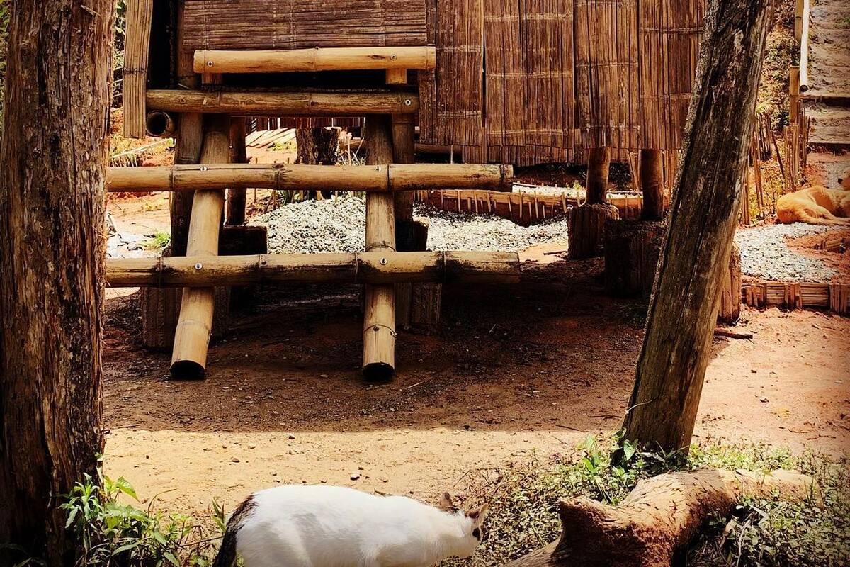 A rustic wooden structure with a thatched roof, surrounded by trees and a dirt ground.