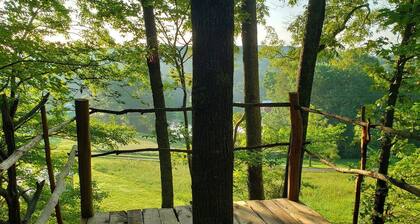 Stargazer: a Unique forest immersive experience