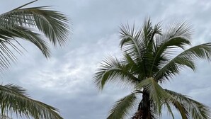 Ein Strand mit Palmen und freiem Blick auf den Ozean.