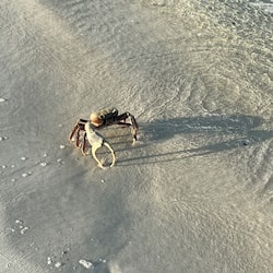 Aceita animais de estimação