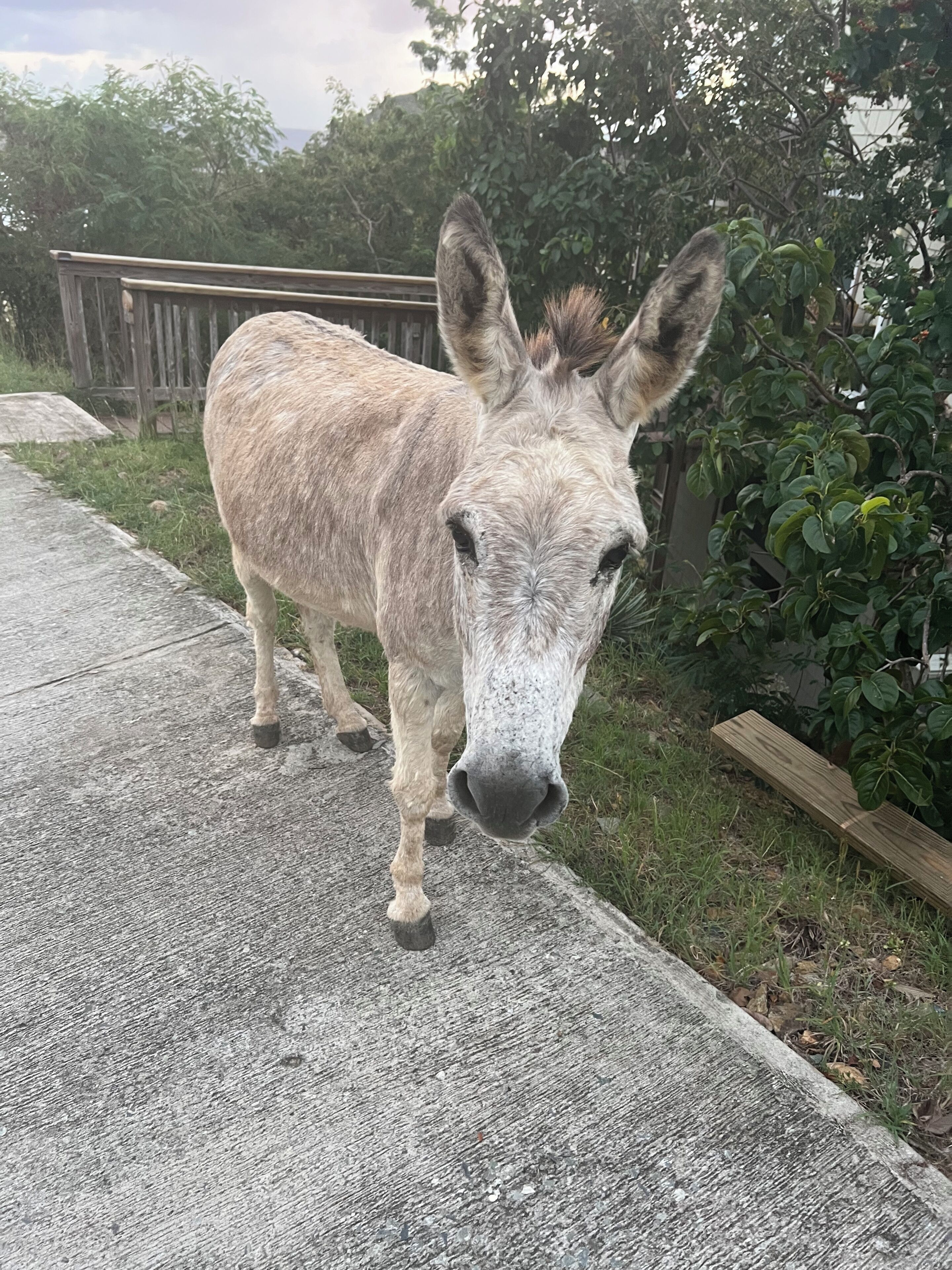 A donkey standing on a concrete path next to a wooden fence and greenery.