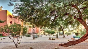 Un cortile con diverse piante e un grande albero.