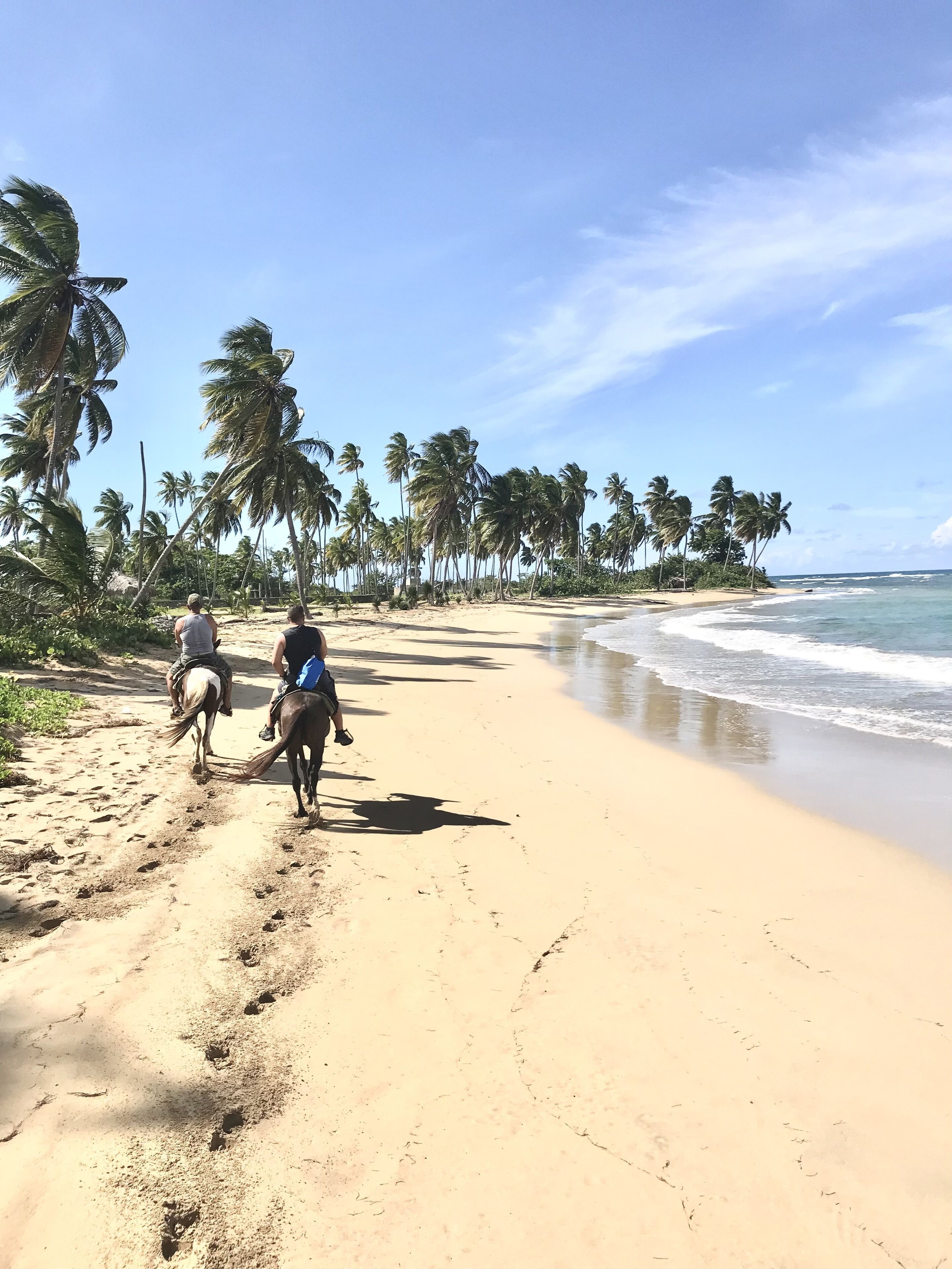 A beach with a sandy path, palm trees, and ocean waves.