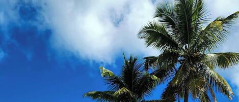 Plage, chaises longues, serviettes de plage