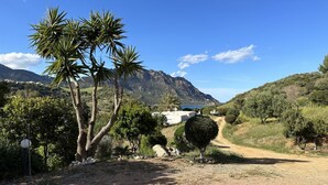 Un paisaje rural con un camino de tierra, palmeras y una montaña al fondo.