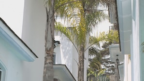 A narrow pathway flanked by white walls and palm trees, leading to a set of stone steps with a blue-tiled floor.