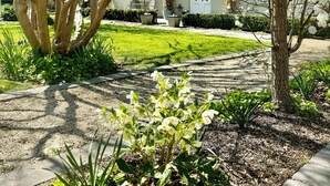 A house with a garden pathway leading to a white building with a green roof. - The Convent O”Connell Circa 1867 cosy, charming, character filled retreat (O'Connell)
