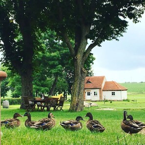 A rural setting with a white house, a large tree, and ducks in a grassy field.