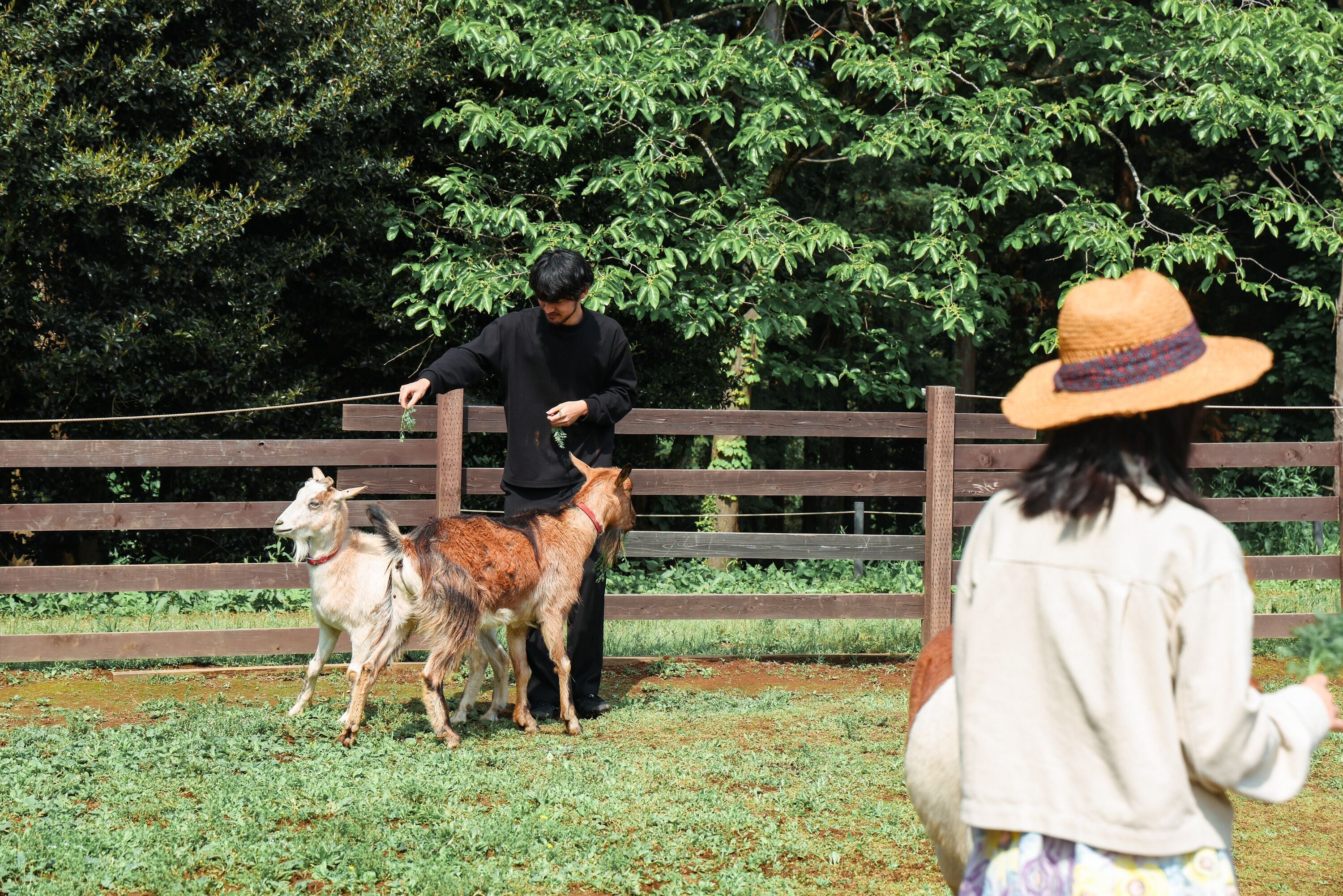 A person leading a goat and a dog in an outdoor area with a wooden fence and greenery in the background.