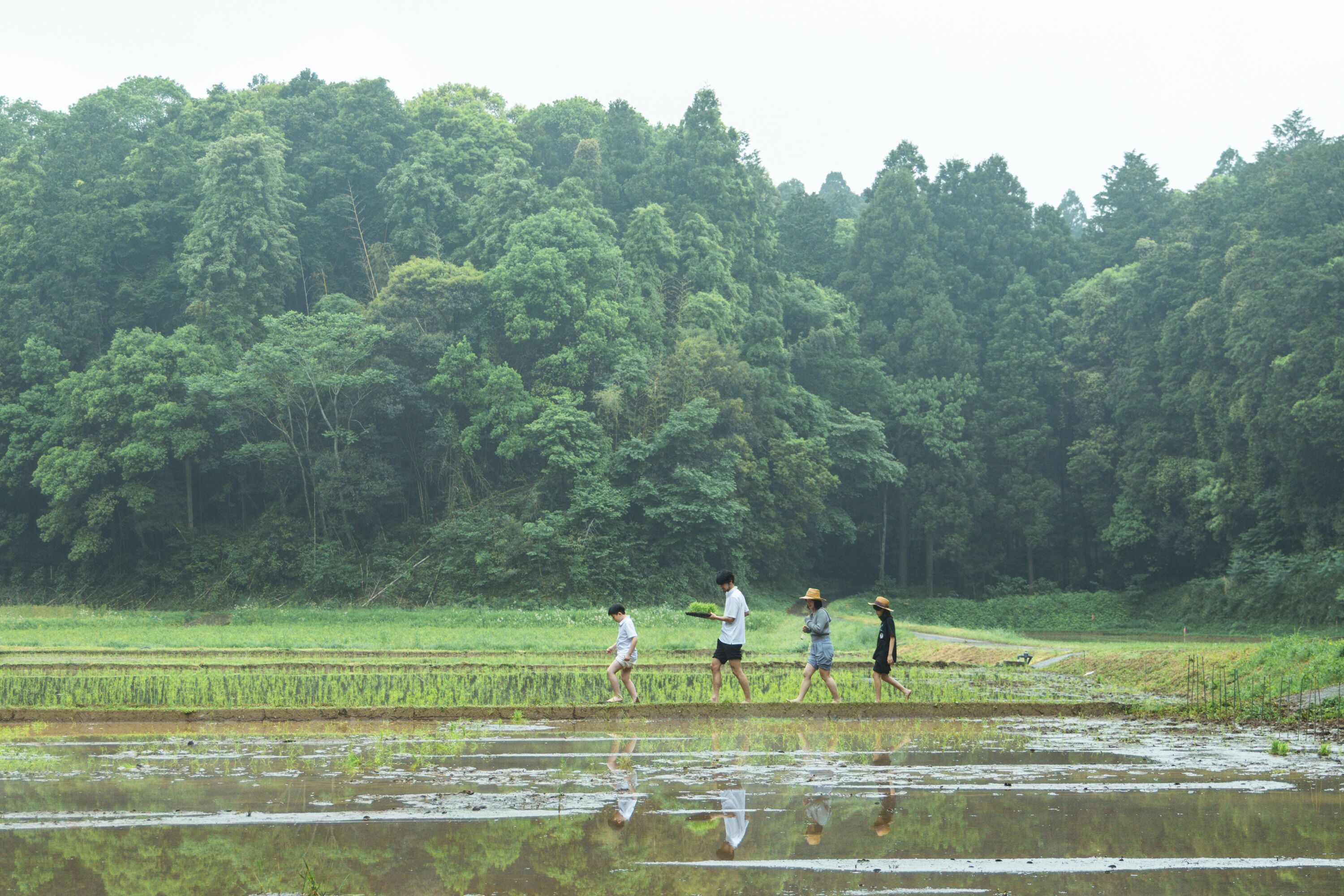 A group of people walking across a flooded rice field with a dense forest in the background.