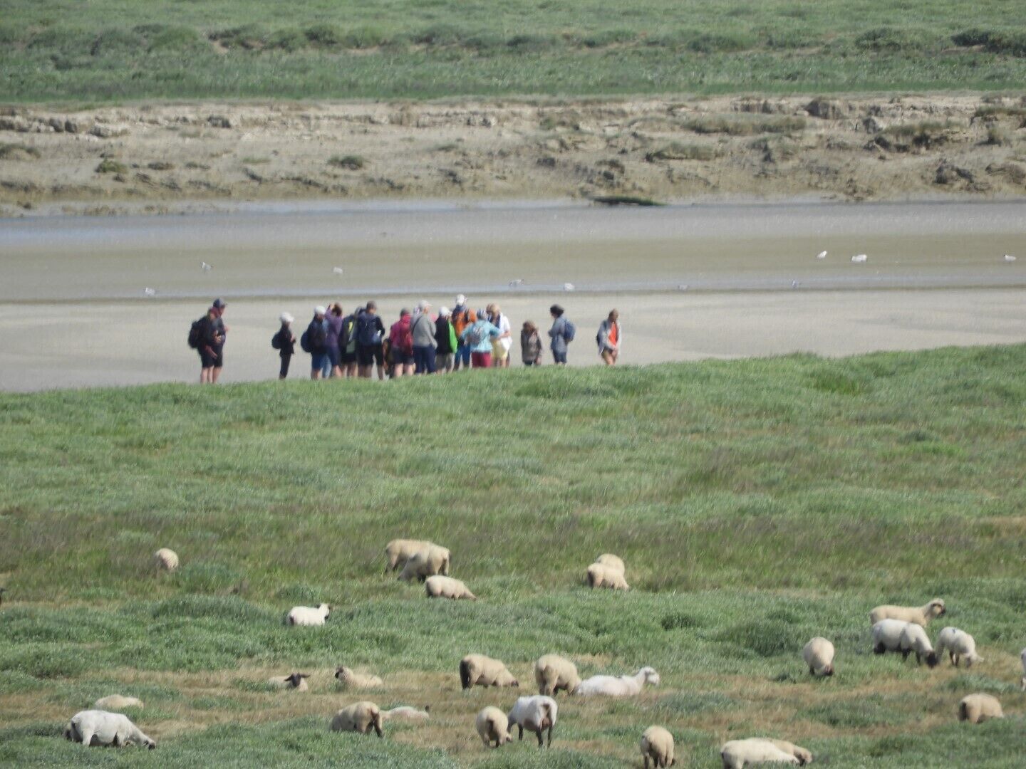Een groep mensen staat in een veld, op de voorgrond grazen schapen.