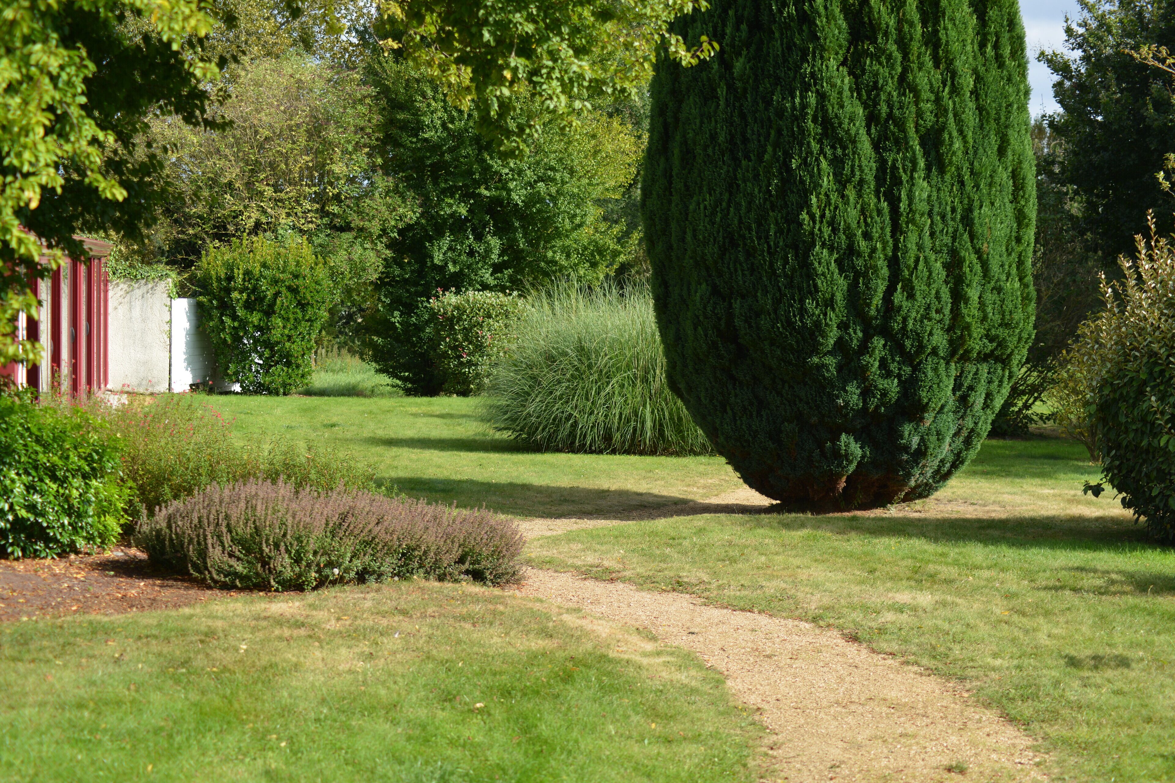 Un giardino curato con diversi arbusti e un alto albero conico.
