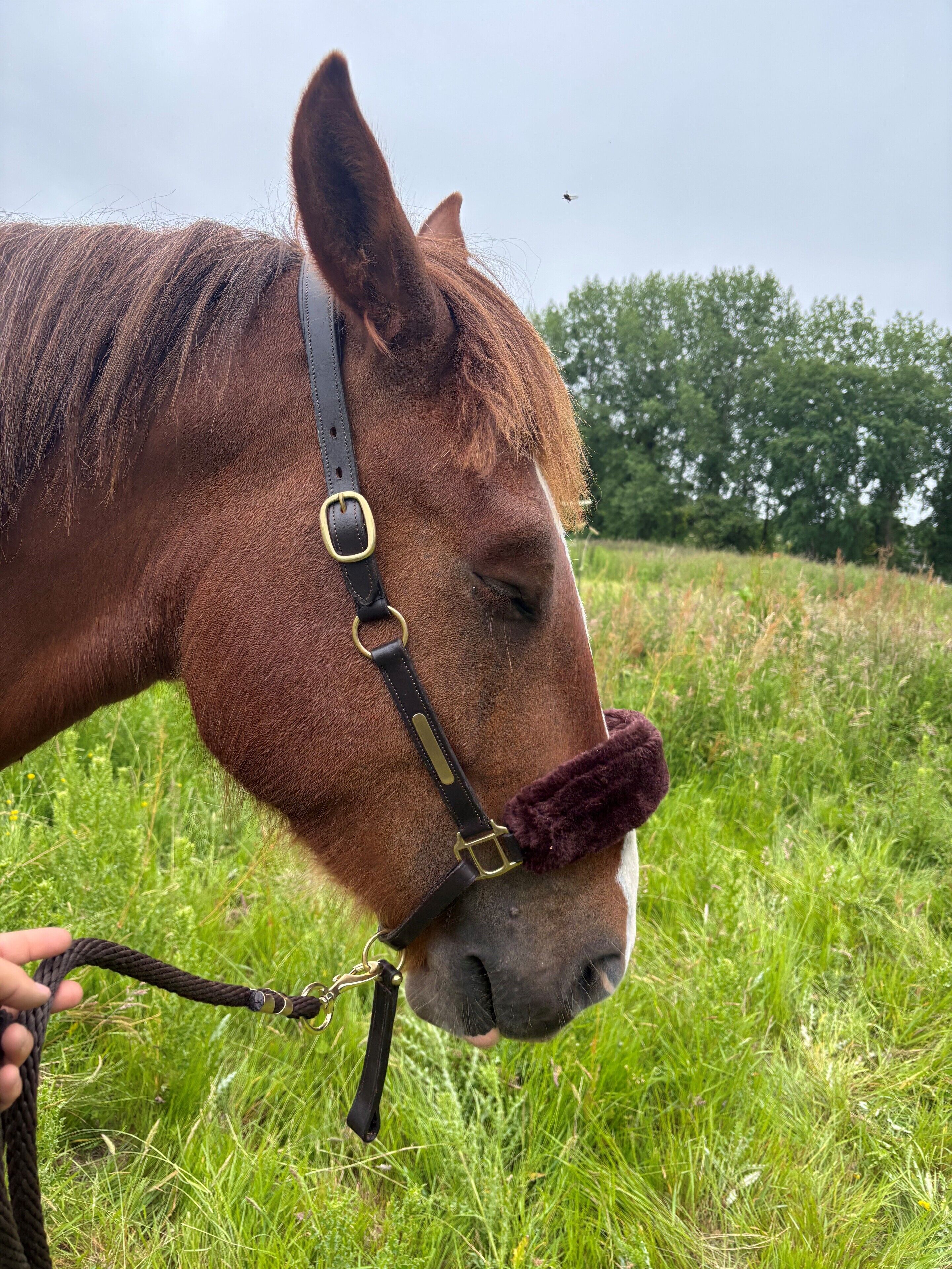 A horse with a black halter and a purple noseband in a grassy field.