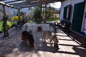 A wooden deck with dogs eating, a pergola, outdoor furniture, and a building with green shutters.