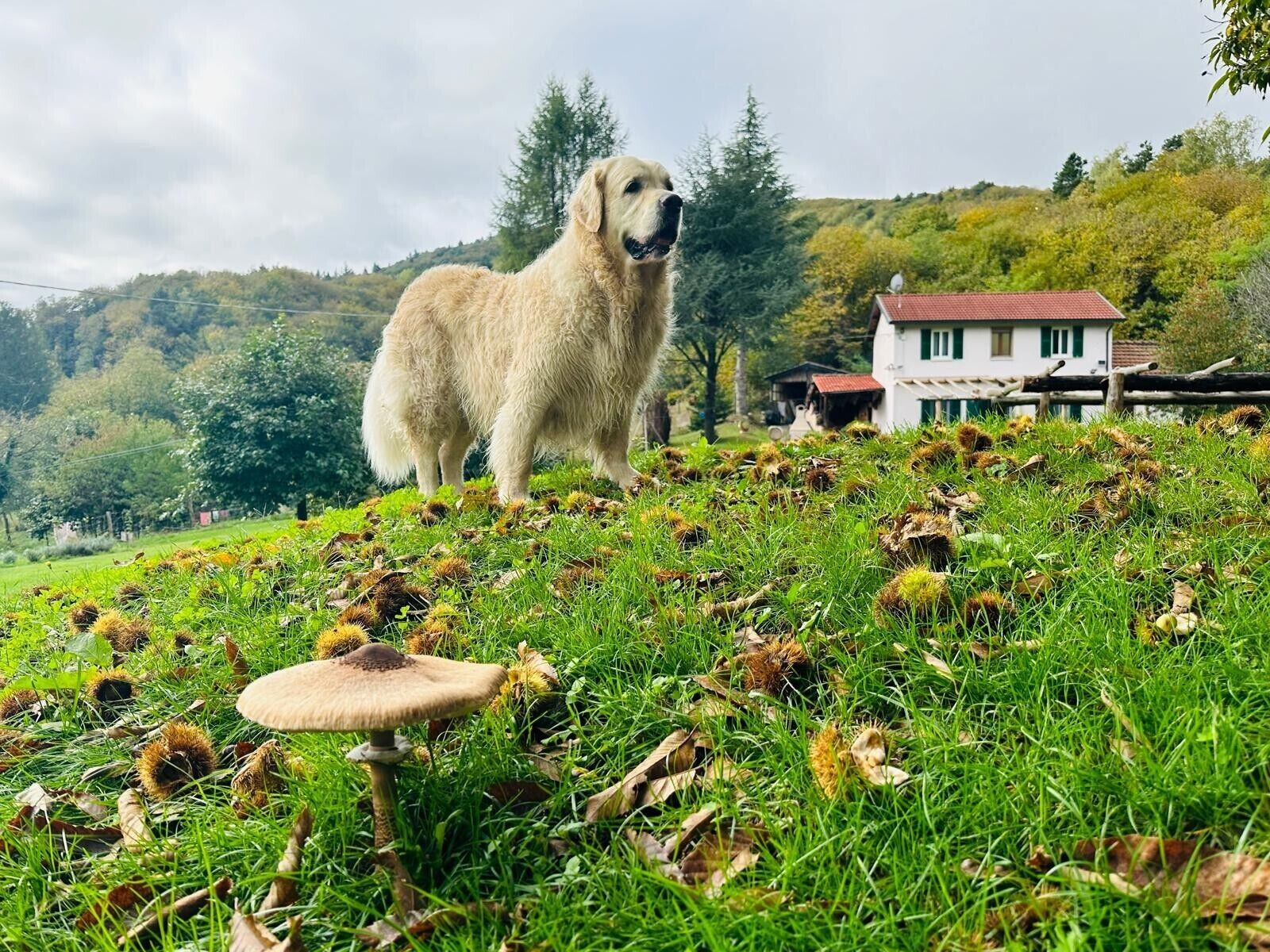 Ein Hund steht auf einer grasbewachsenen Anhöhe, im Hintergrund ein Haus.