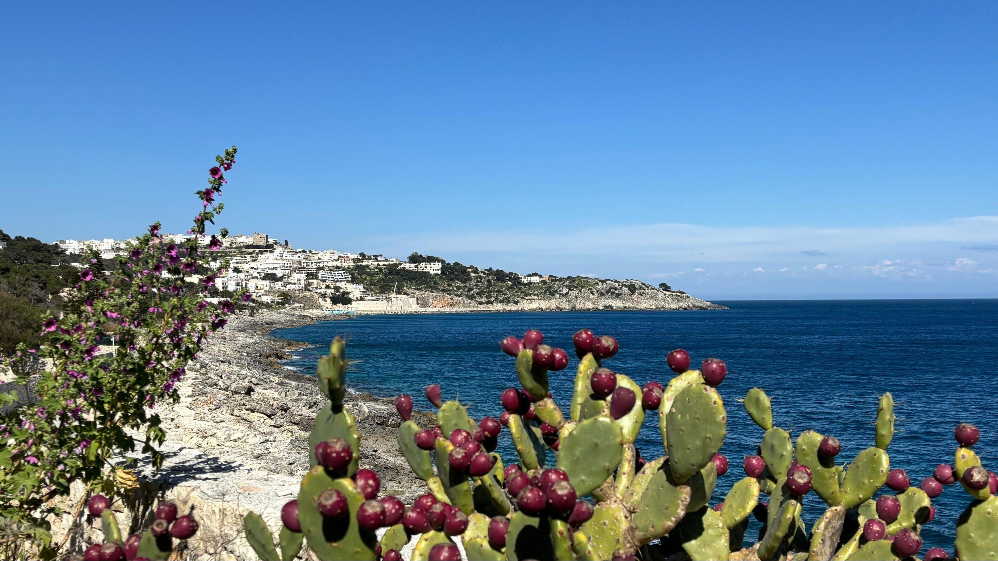 A coastal landscape with a rocky beach, a cactus plant in the foreground, and a white building complex on a hill in the background.