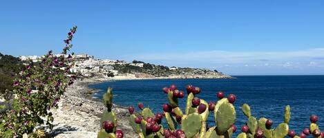 A coastal landscape with a rocky beach, a cactus plant in the foreground, and a white building complex on a hill in the background.