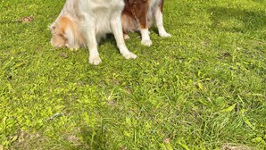 Dos perros sentados sobre un césped frente a una casa con base de piedra y techo de tejas.