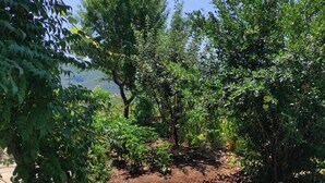 Ein Garten mit verschiedenen Bäumen und Sträuchern, einem Feldweg und einem Betonrand.