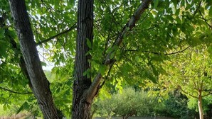 Un montaje para picnic bajo un árbol con dos sillas de madera y una mesita pequeña, rodeado de un campo cubierto de hierba y árboles.