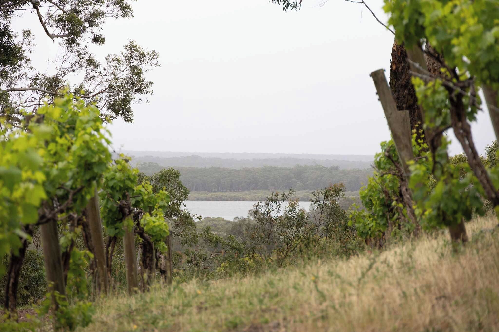 Un paysage naturel avec des arbres et une étendue d’eau à l’horizon.